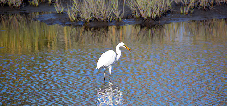 A crane fishes near the N.C. Aquarium at Pine Knoll Shores