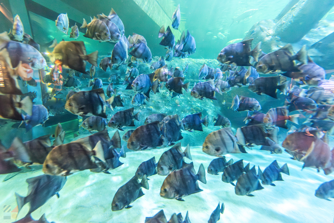 NC Aquarium Pine Knoll Shores