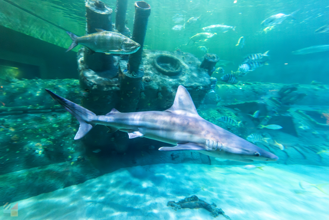 NC Aquarium Pine Knoll Shores