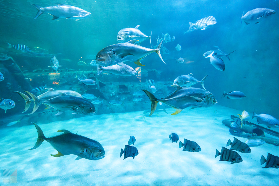 NC Aquarium Pine Knoll Shores
