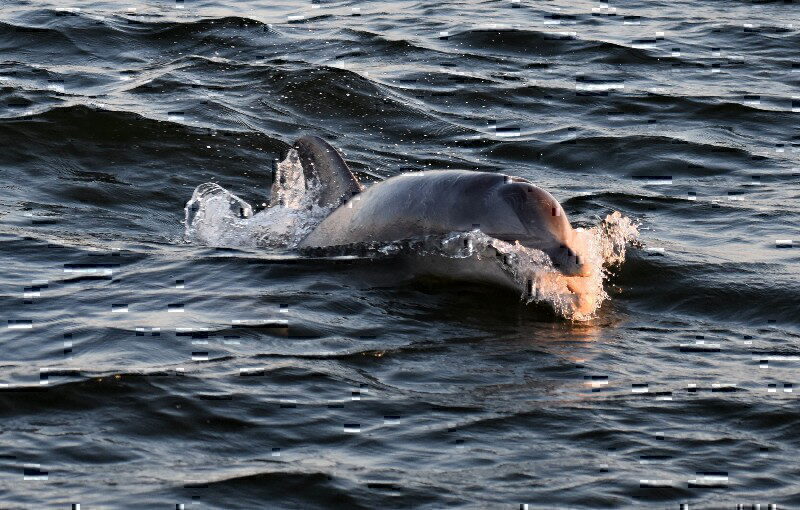 Morehead City Ferry Service - dolphins