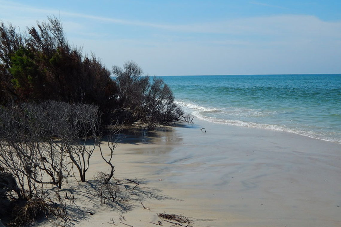 shackleford banks shelling tour