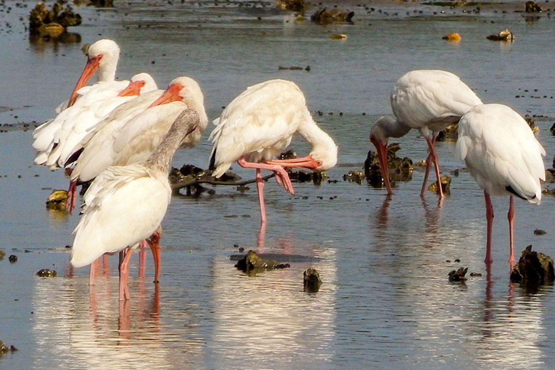 Shackleford Wild Horse & Shelling Safari birds