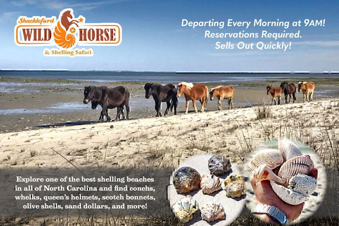 Shackleford Wild Horse & Shelling Safari