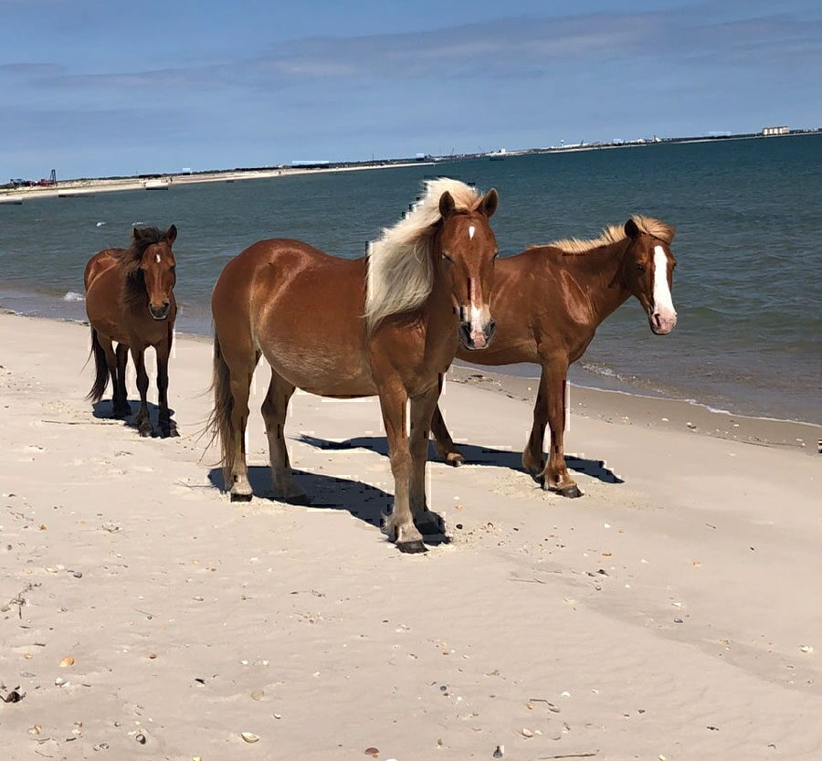 shackleford banks shelling tour