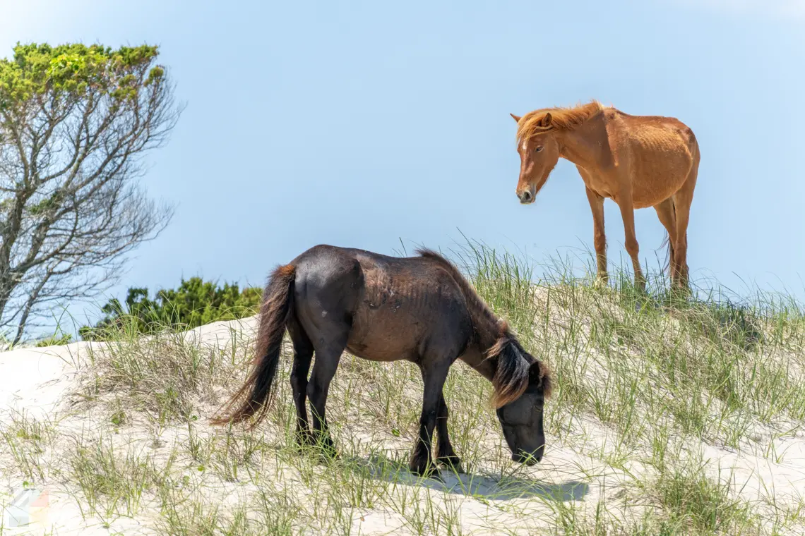 Shackleford Banks