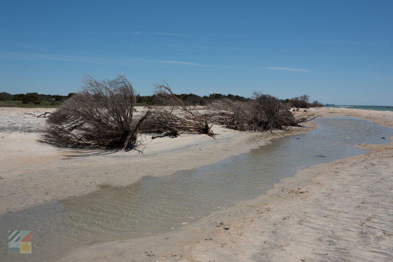 Shackleford Banks