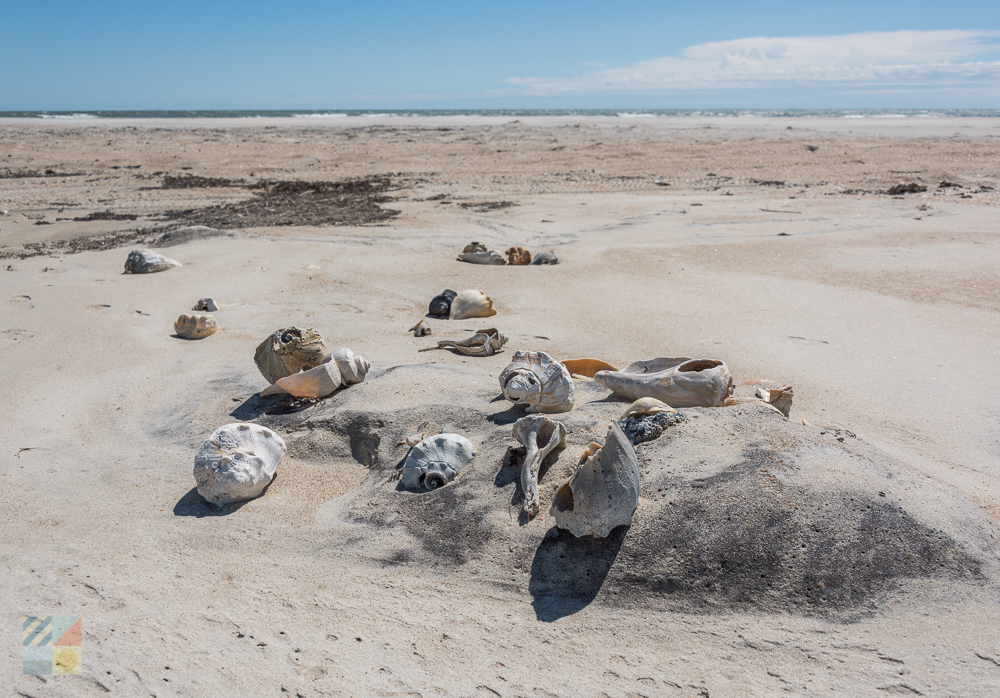 Shells on Cape Lookout National Seashore