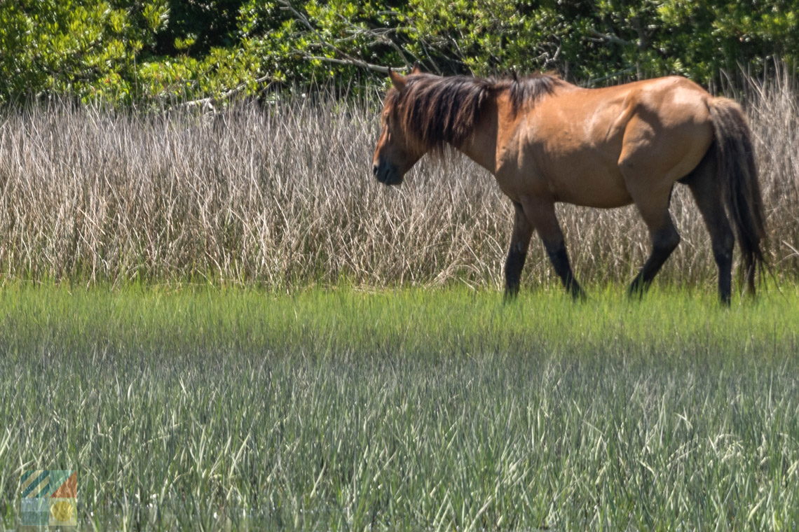 Rachel Carson Coastal Reserve