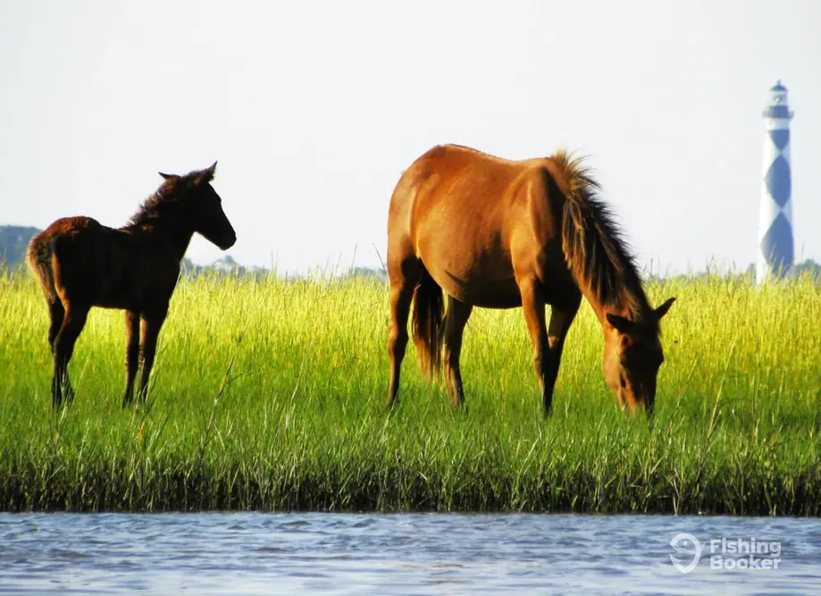 Sound-N-Sea Charters charter image 4