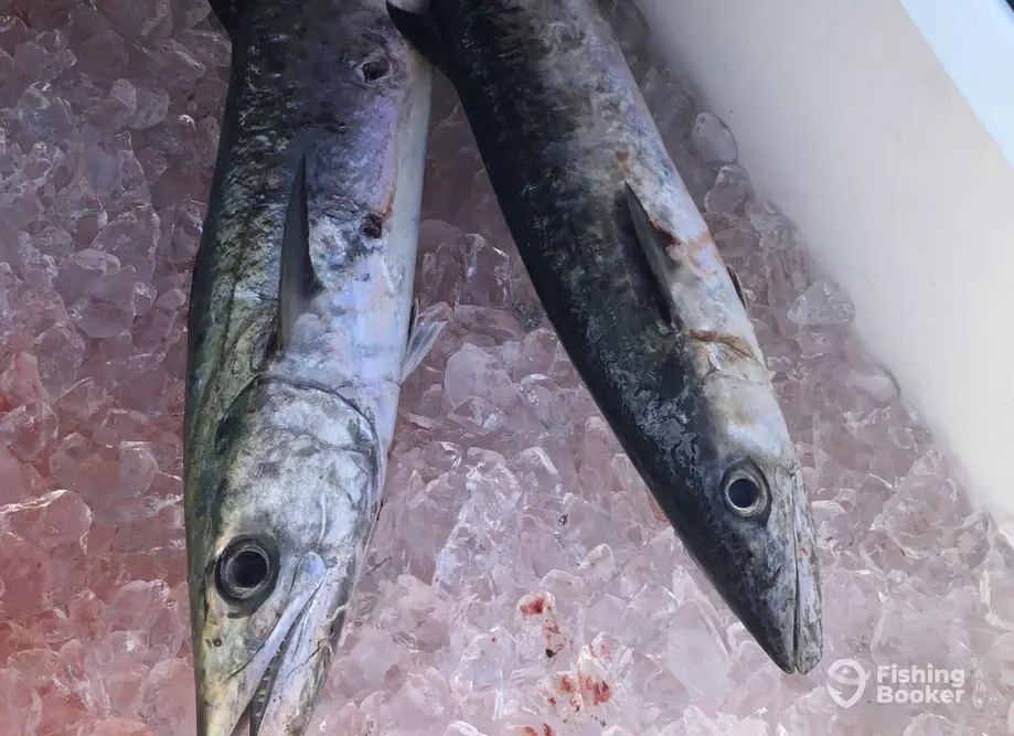 Ele Enterprises, Inc. charter image 2