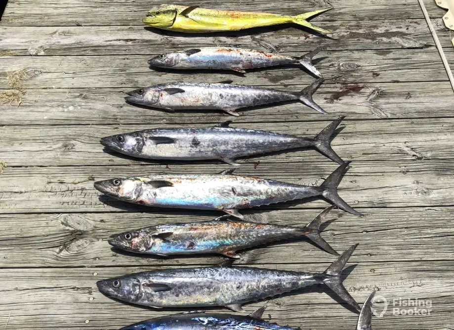 Ele Enterprises, Inc. charter image 6