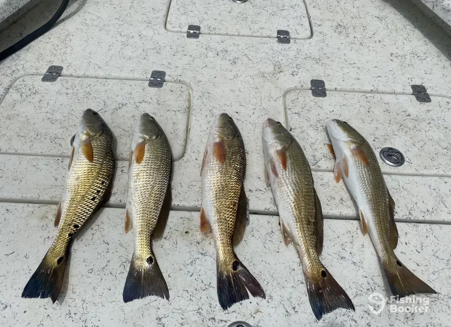 FinchasersUSA Charters charter image 4