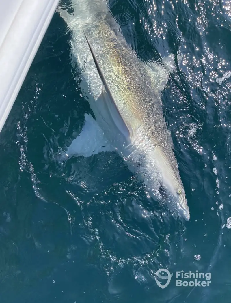 Ali-Kat Too charter image 4