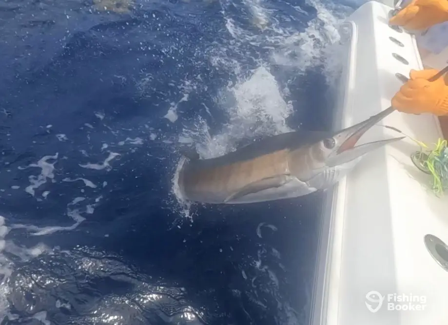 Ali-Kat Too charter image 6