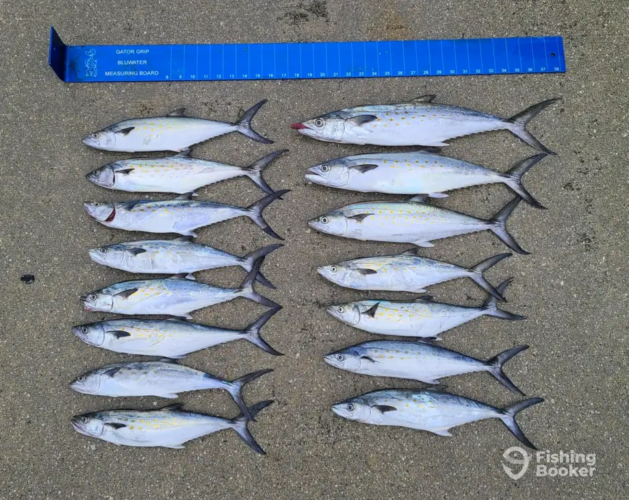 Lizardfish Charters Nearshore/Offshore charter image 5