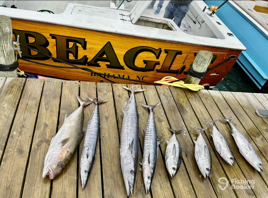Beagle Charters charter image 2
