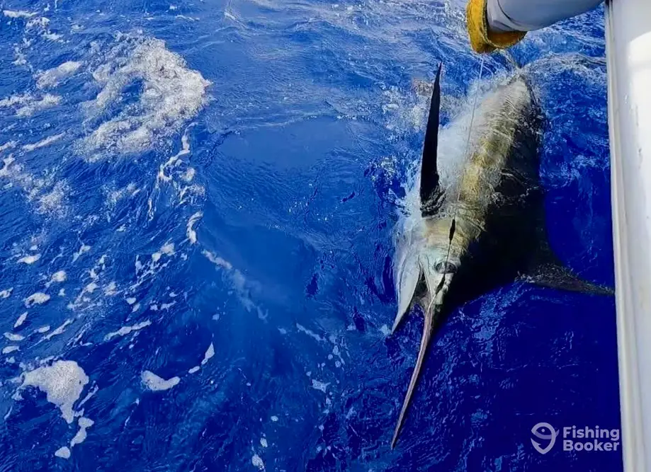 Hoo Hunter Sportfishing charter image 4