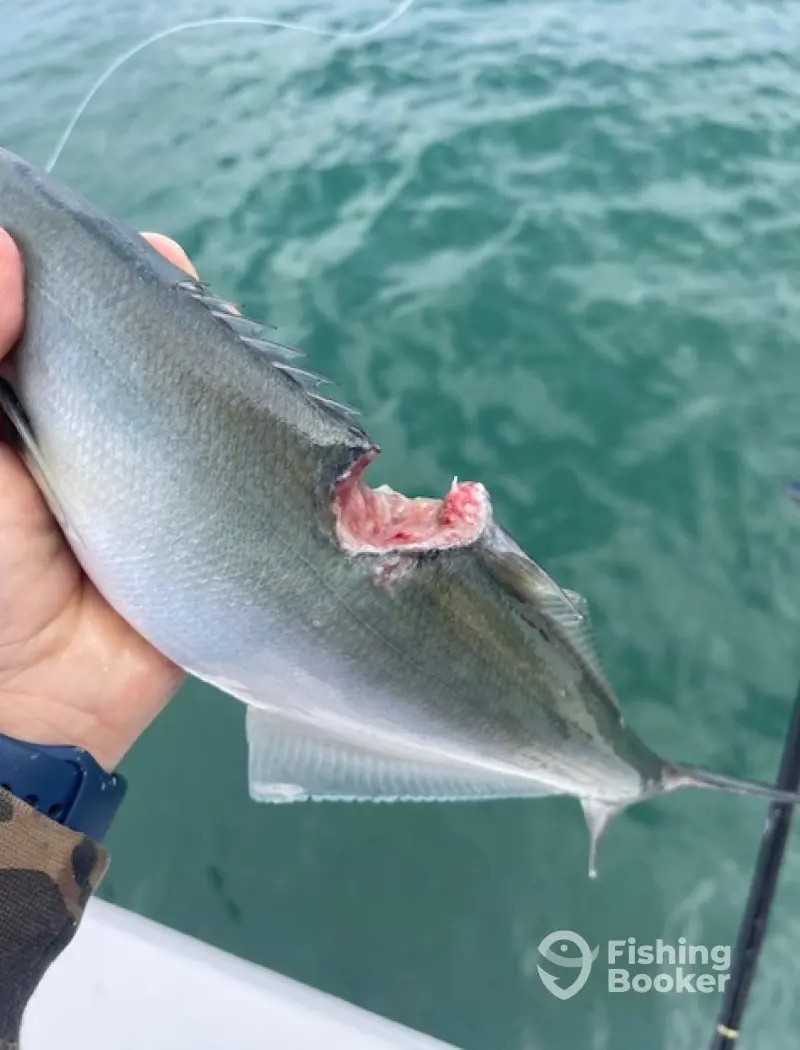 Wicked East Charters charter image 2