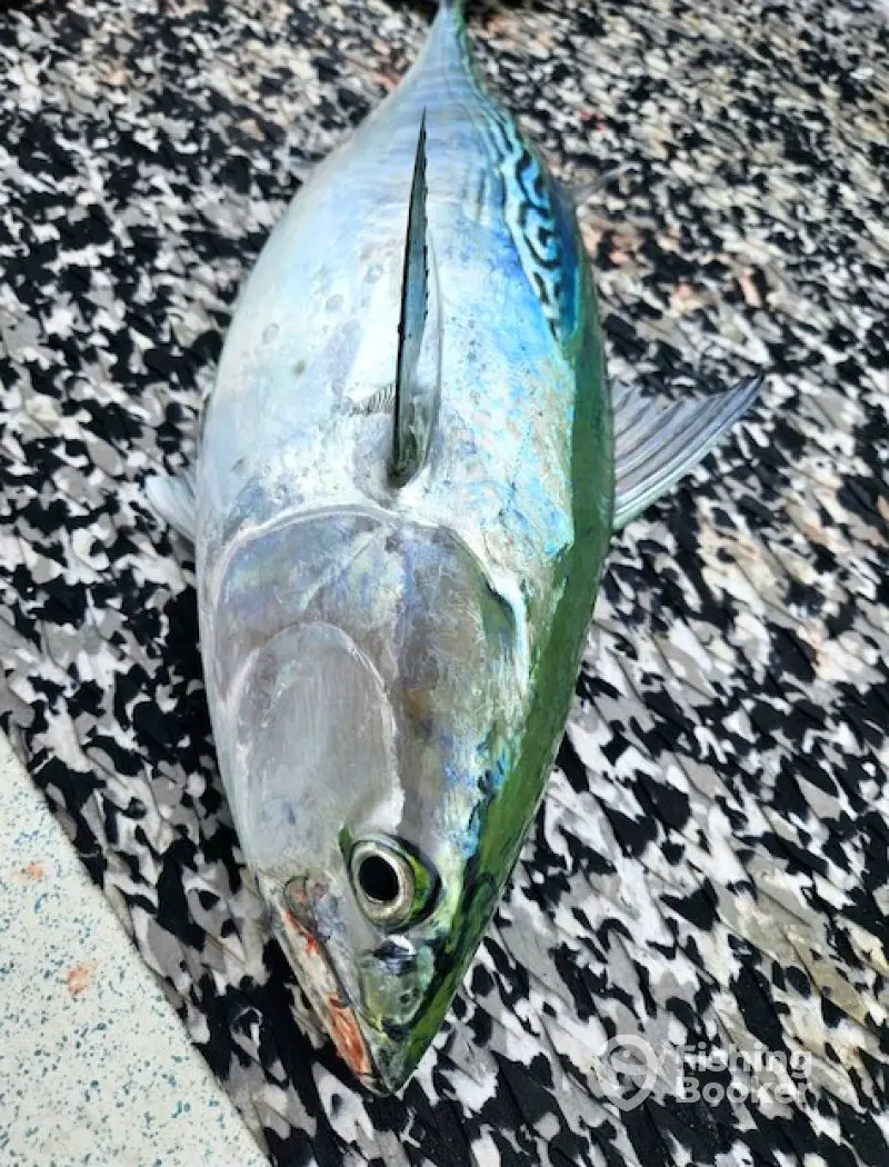 Wicked East Charters charter image 5