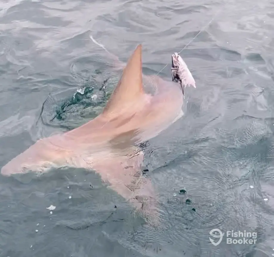 Pamlico Pirate Fishing Charters – Beaufort charter image 4