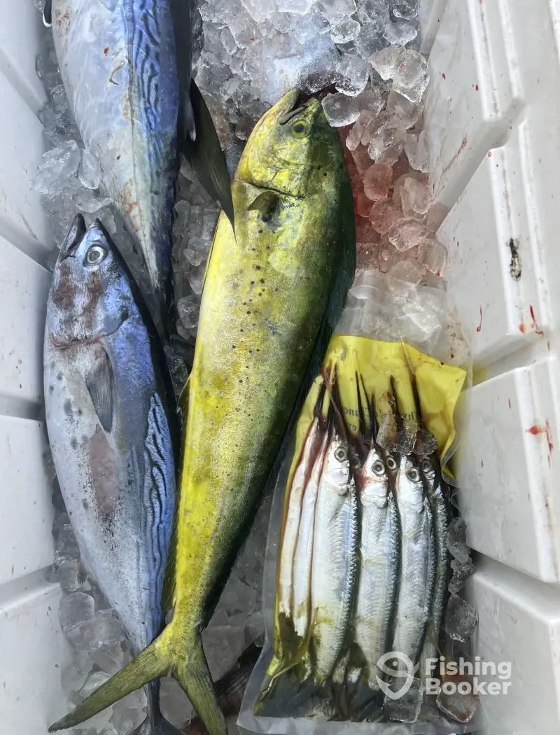 Tuna-Tic Charters charter image 6