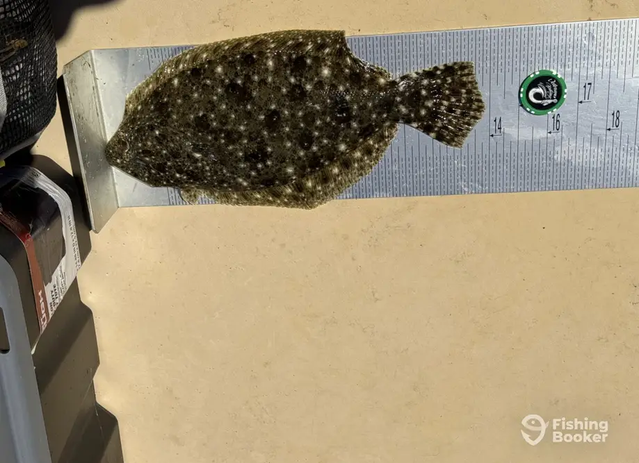 Grady Buoys – False Albacore&Spanish Mackerel charter image 3