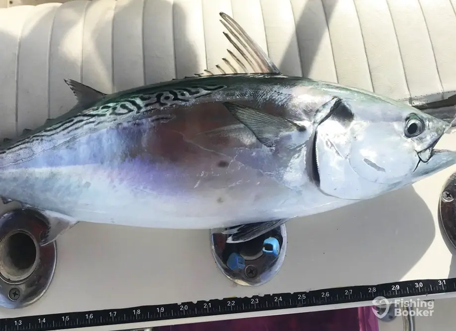 FlyLight Charters - Morehead City charter image 6